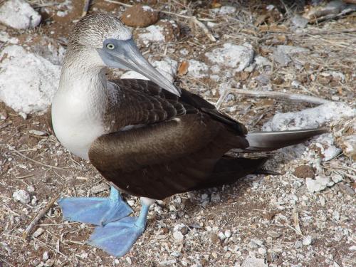 Fotografia de Miguel Depolo - Galeria Fotografica: EVOLUCION - Foto: Pajaro Bobo de pies azules