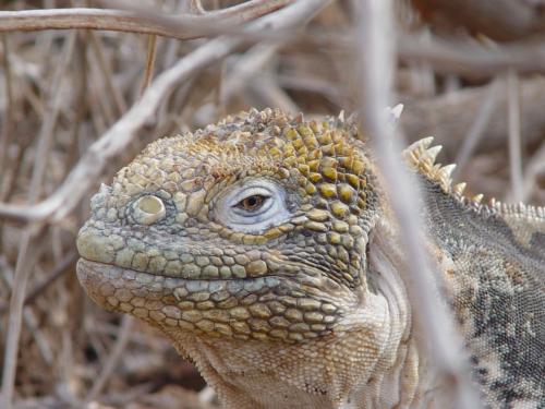 Fotografia de Miguel Depolo - Galeria Fotografica: EVOLUCION - Foto: Iguana de Tierra