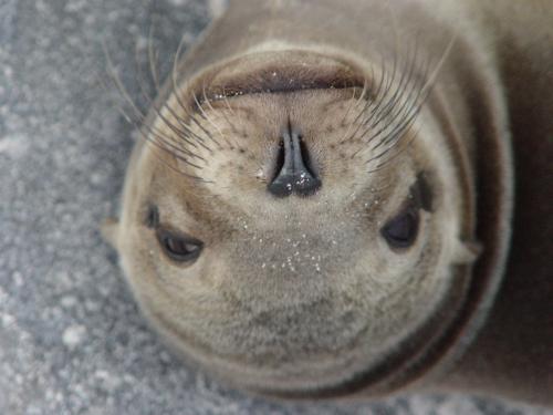 Fotografia de Miguel Depolo - Galeria Fotografica: EVOLUCION - Foto: Lobo Relax 1