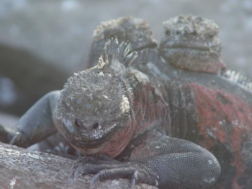 Fotografia de Miguel Depolo - Galeria Fotografica: EVOLUCION - Foto: Iguana Marina 3 ... posando para la foto