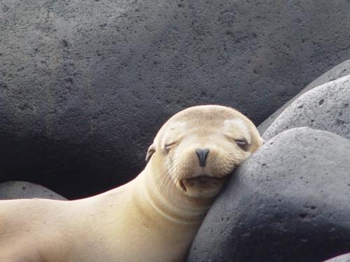 Fotografia de Miguel Depolo - Galeria Fotografica: EVOLUCION - Foto: Lobo Relax 2