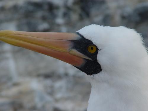 Fotografia de Miguel Depolo - Galeria Fotografica: EVOLUCION - Foto: Pajaro Bobo de Nazca