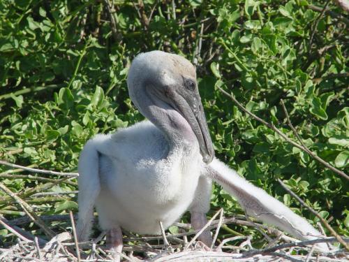Fotografia de Miguel Depolo - Galeria Fotografica: EVOLUCION - Foto: Pelicano ... no se ven crias de pelicano en Chile