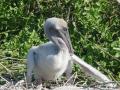 Foto de  Miguel Depolo - Galería: EVOLUCION - Fotografía: Pelicano ... no se ven crias de pelicano en Chile