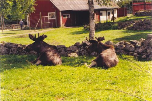 Fotografia de Tania - Galeria Fotografica: Trip - Foto: Moose at Sweeden