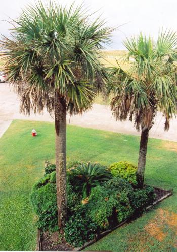 Fotografia de Tania - Galeria Fotografica: Trip - Foto: Galveston Beach