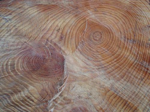 Fotografia de EMILY - Galeria Fotografica: NATURA - Foto: NATURA