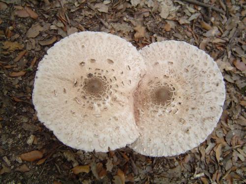 Fotografia de EMILY - Galeria Fotografica: NATURA - Foto: SETAS