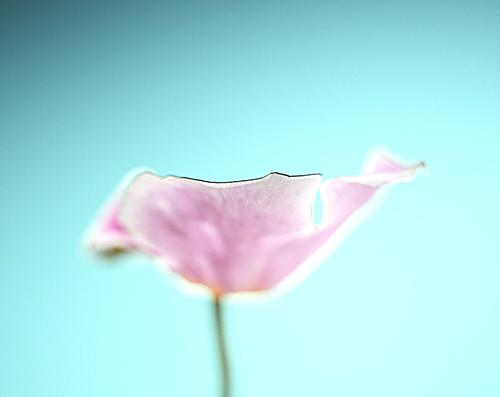 Fotografia de Aroma de la Luz, S.L. - Galeria Fotografica: Aroma de la Luz - Foto: Aroma