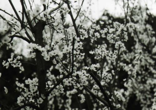 Fotografia de TukA - Galeria Fotografica: Momentos varios - Foto: Flores