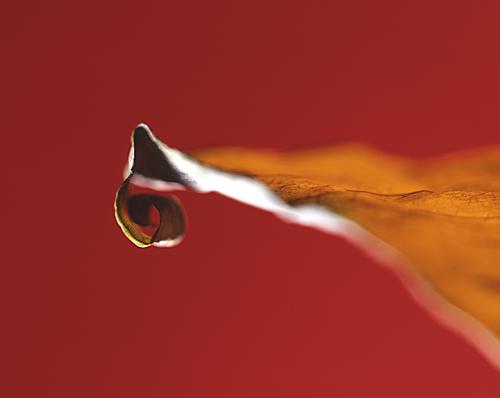 Fotografia de Aroma de la Luz, S.L. - Galeria Fotografica: Aroma de la Luz - Foto: La invencin de la caricia.