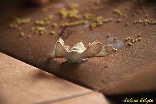 Fotografia de didem - Galeria Fotografica: METAMORFOSIS - Foto: 7