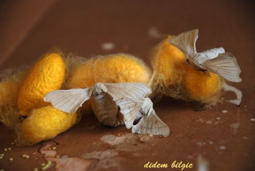 Fotografia de didem - Galeria Fotografica: METAMORFOSIS - Foto: 12