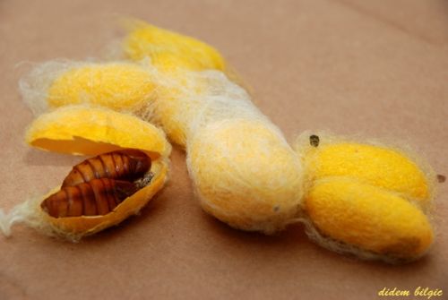 Fotografia de didem - Galeria Fotografica: METAMORFOSIS - Foto: 2