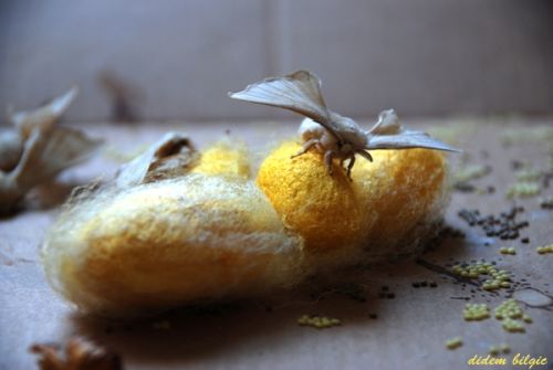 Fotografia de didem - Galeria Fotografica: METAMORFOSIS - Foto: 9