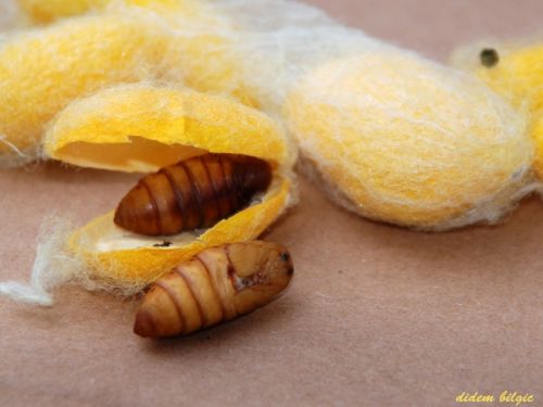 Fotografia de didem - Galeria Fotografica: METAMORFOSIS - Foto: 3