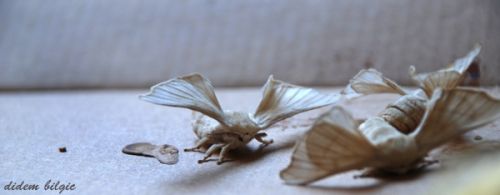 Fotografia de didem - Galeria Fotografica: METAMORFOSIS - Foto: 11