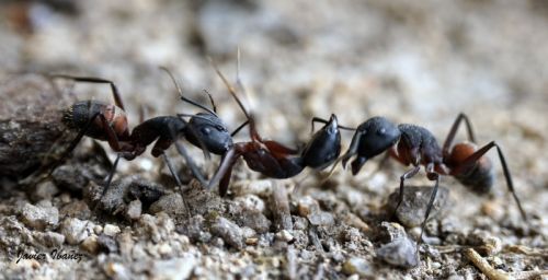 Fotografia de iba�ez - Galeria Fotografica: MACROFOTOGRAFIA - Foto: CAMPONATUS CRUENTATUS