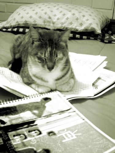 Fotografia de Ninna - Galeria Fotografica: Gatita Vichilonga - Foto: papeles