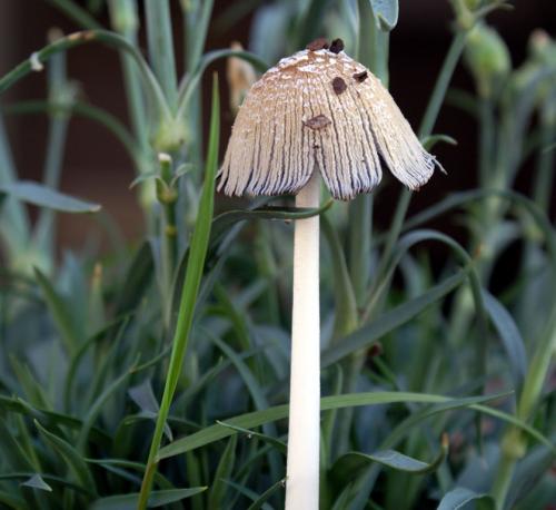 Fotografia de fotojf - Galeria Fotografica: paseando en el parque - Foto: seta