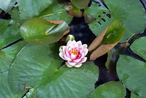 Fotografia de fotojf - Galeria Fotografica: paseando en el parque - Foto: flor en el agua