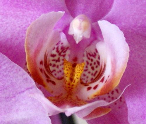 Fotografia de fotojf - Galeria Fotografica: paseando en el parque - Foto: orquidia