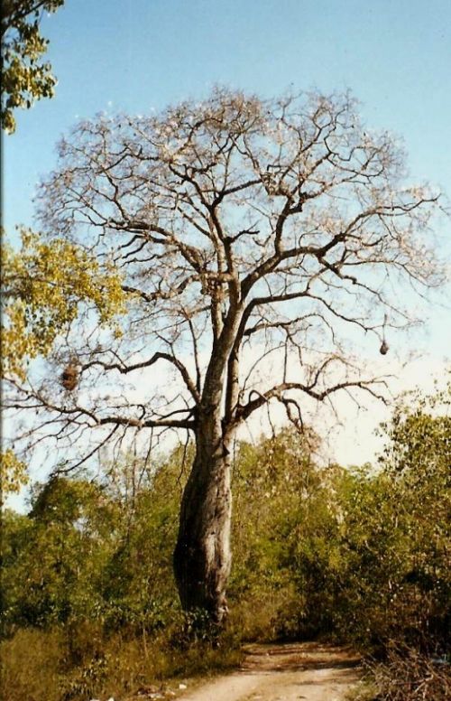 Fotografia de Jos Manuel Lamas - Galeria Fotografica: La carreta - Foto: rboles del Paraguay