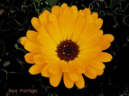 Fotografia de BEA PANTIGA - Galeria Fotografica: BELLEZA Y NATURALEZA - Foto: 