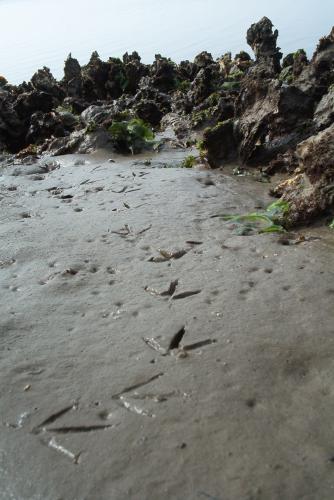 Fotografia de carlos mena - Galeria Fotografica: SUEOS DE PAISAJES - Foto: PISADAS COSTERAS