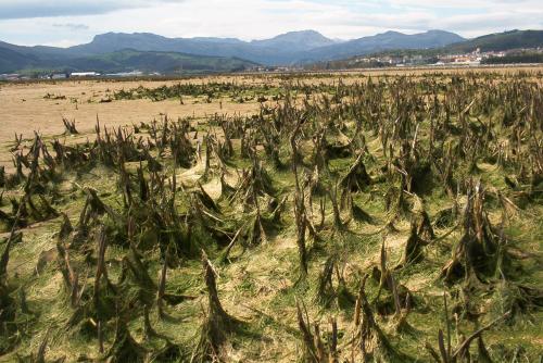 Fotografia de carlos mena - Galeria Fotografica: SUEOS DE PAISAJES - Foto: BOSQUE DE ARENA