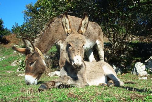 Fotografia de carlos mena - Galeria Fotografica: SUEOS DE PAISAJES - Foto: BURRITOS