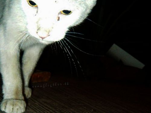 Fotografia de Esau Fligther - Galeria Fotografica: My Photography - Foto: Midnigth <3