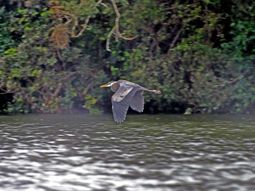 Fotografia de ANGEL MONTERO - Galeria Fotografica: El Color en las Alas - Foto: 