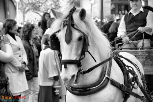 Fotografia de Ximo - Galeria Fotografica: Afici�n - Foto: 