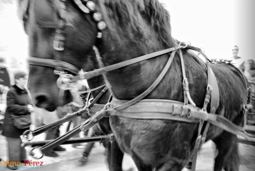 Fotografia de Ximo - Galeria Fotografica: Afici�n - Foto: 