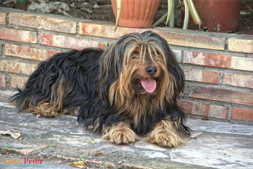 Fotografia de Ximo - Galeria Fotografica: Afici�n - Foto: 