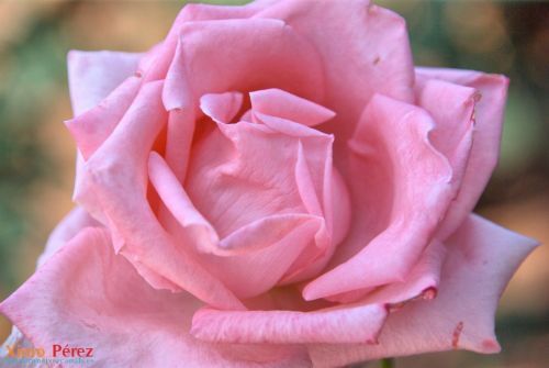 Fotografia de Ximo - Galeria Fotografica: Afici�n - Foto: 