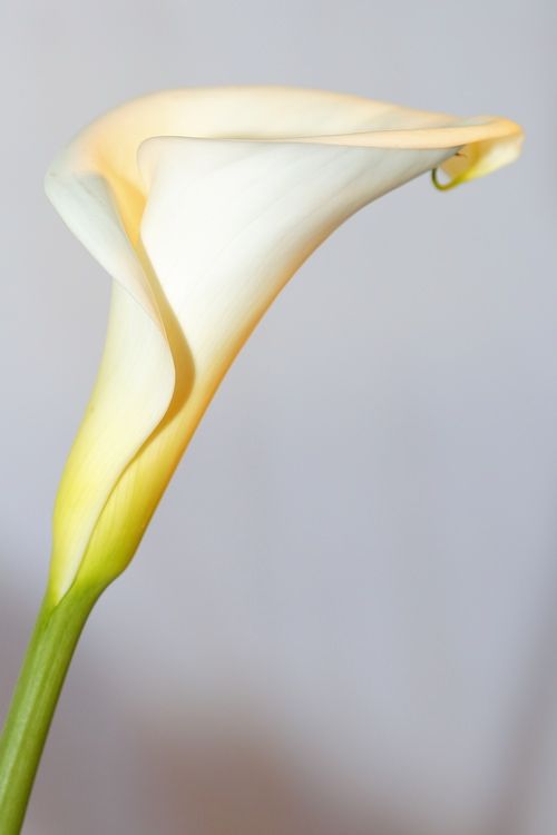 Fotografia de Horatium Studio-Horacio Salinas - Galeria Fotografica: Portafolio - Foto: Flor cartucho