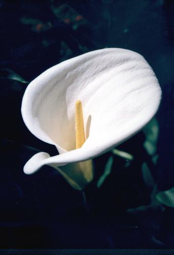 Fotografia de expresion fotografia - Galeria Fotografica: NATURALEZA Y.............. - Foto: TU VIDA