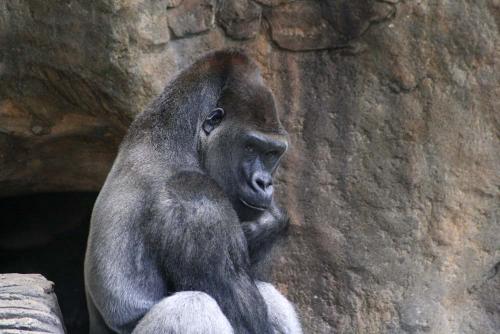 Fotografia de gelat - Galeria Fotografica: Total Zoo - Foto: gorila pensativo