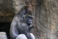 Foto de  gelat - Galería: Total Zoo - Fotografía: gorila pensativo