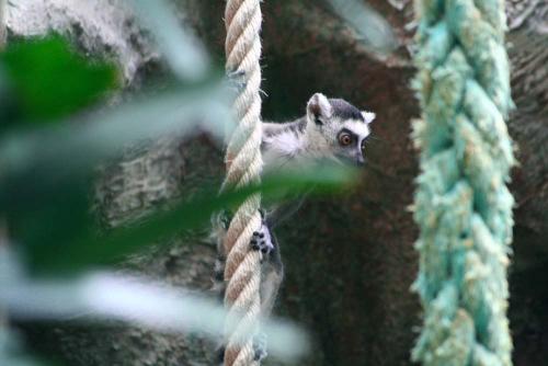 Fotografia de gelat - Galeria Fotografica: Total Zoo - Foto: A Trepar