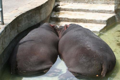 Fotografia de gelat - Galeria Fotografica: Total Zoo - Foto: El Gran Amor