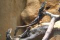 Fotos de gelat -  Foto: Total Zoo - A Tostarse Sin Playa