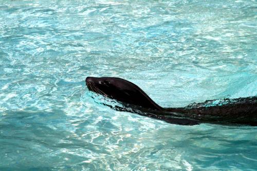 Fotografia de gelat - Galeria Fotografica: Total Zoo - Foto: A Refrescarse