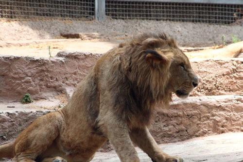 Fotografia de gelat - Galeria Fotografica: Total Zoo - Foto: Leon