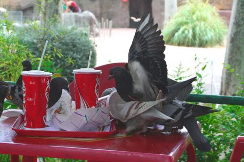 Fotografia de gelat - Galeria Fotografica: Total Zoo - Foto: Una Coca-cola Da Felicidad