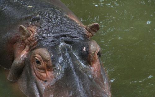 Fotografia de gelat - Galeria Fotografica: Total Zoo - Foto: Mirada
