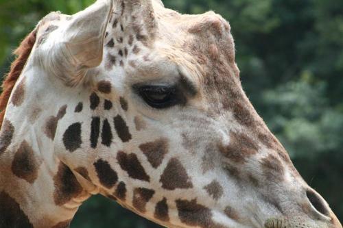 Fotografia de gelat - Galeria Fotografica: Total Zoo - Foto: Te besaria el cuello