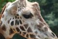 Fotos de gelat -  Foto: Total Zoo - Te besaria el cuello